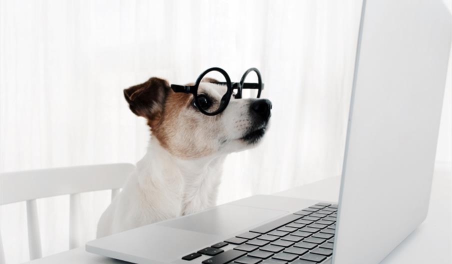 Dog wearing glasses looking at a laptop screen