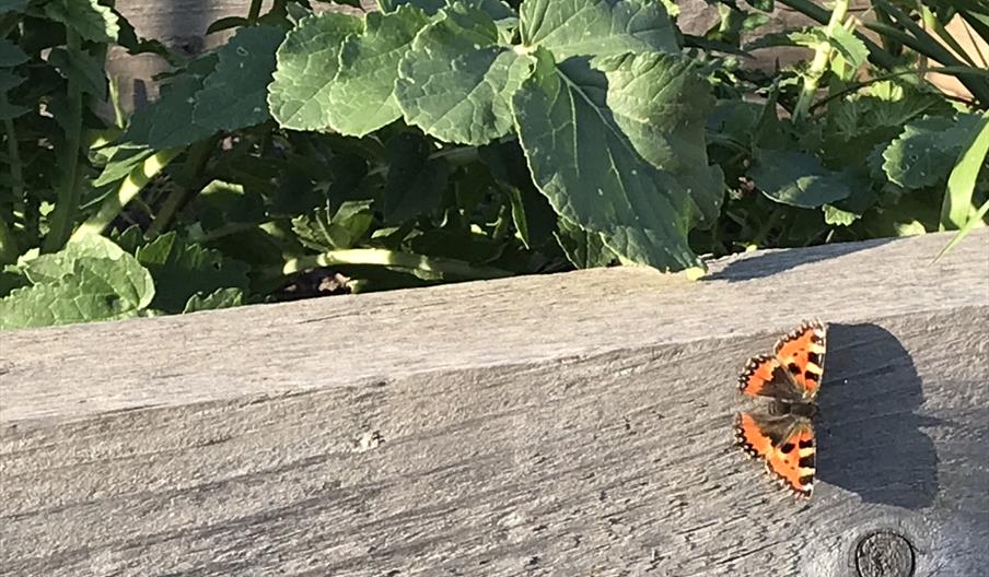 Butterfly on edge of raised bed