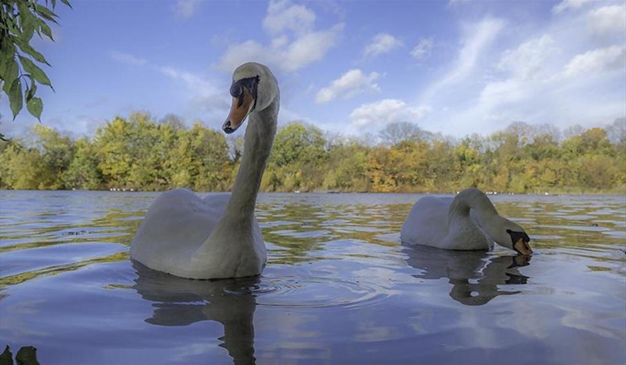 Swans at the Leg o'Mutton - Photo by Andrew Wilson