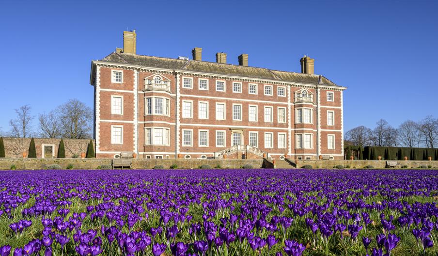 A carpet of purple crocus flowers covers the lawns on the south side of Ham House