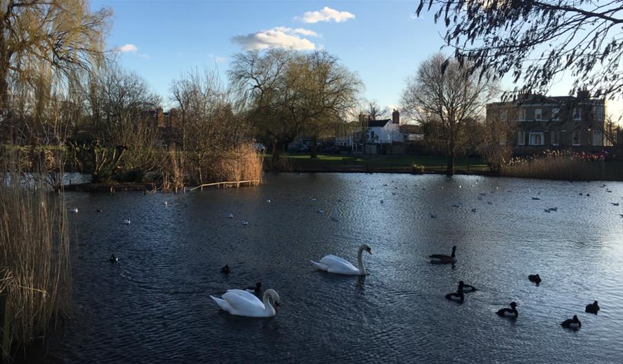 Ham Pond