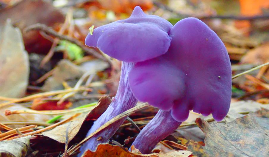 Amethyst Deceiver