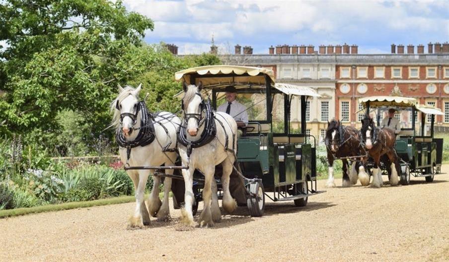 Shire Horse Carriage Rides
