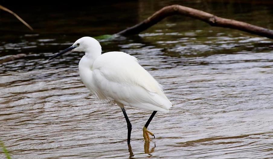 Little Egret