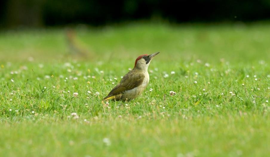 Green Woodpecker