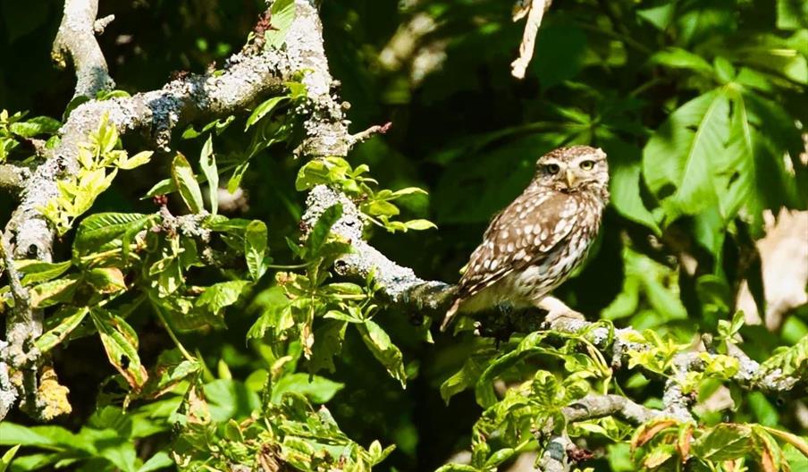 Little Owl