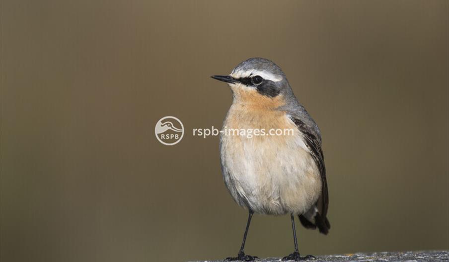 Wheatear
