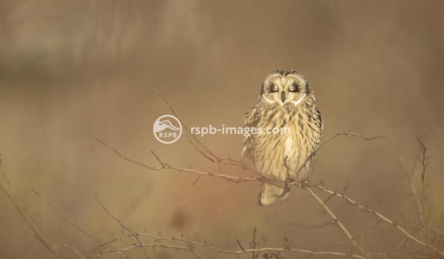 Short Eared Owl