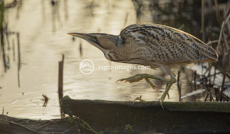 Bittern