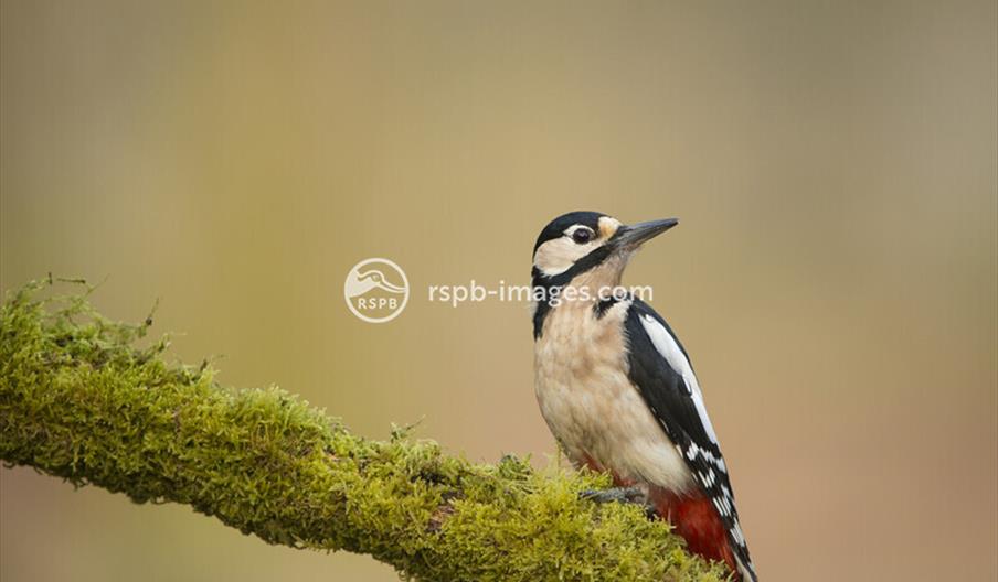 Great Spotted Woodpecker