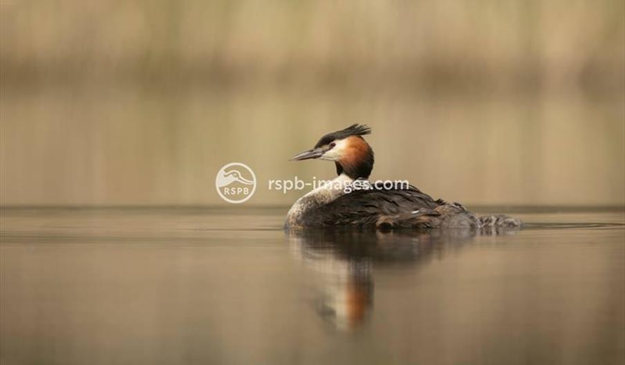 Great Crested Grebe