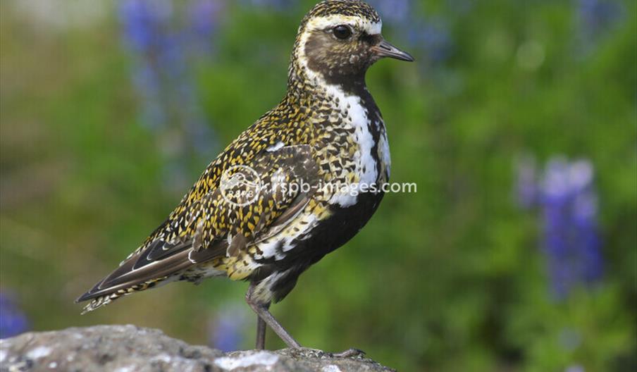 Golden Plover