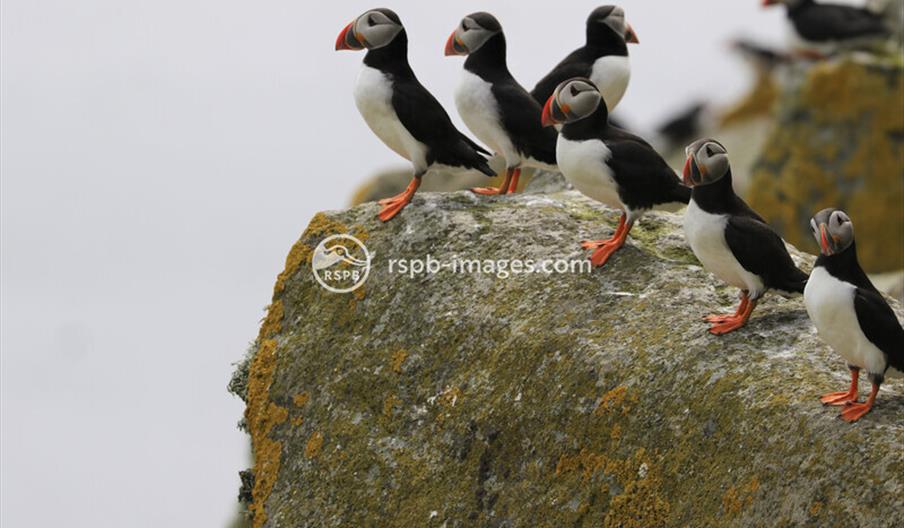 Puffins