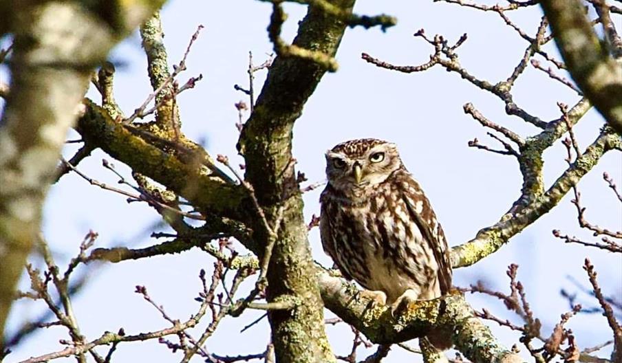 Little Owl