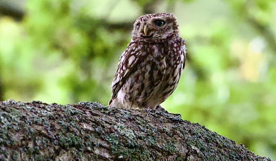 Little Owl