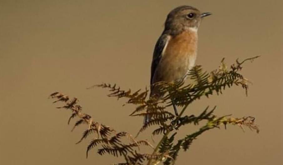 Stonechat