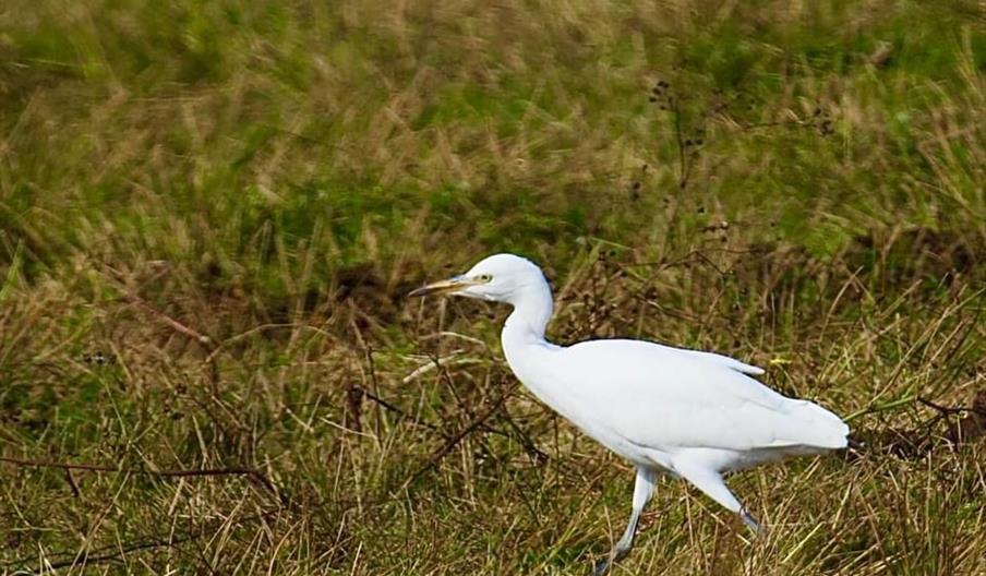 Cattle Egret