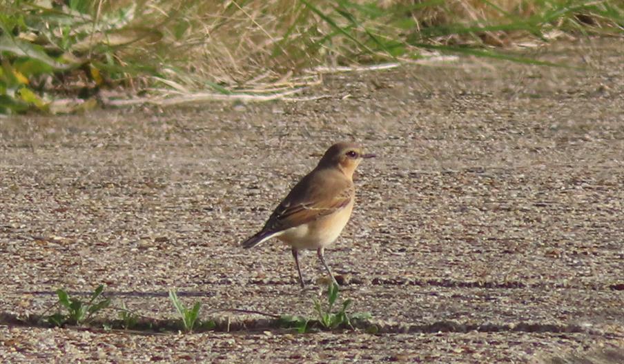 Wheatear