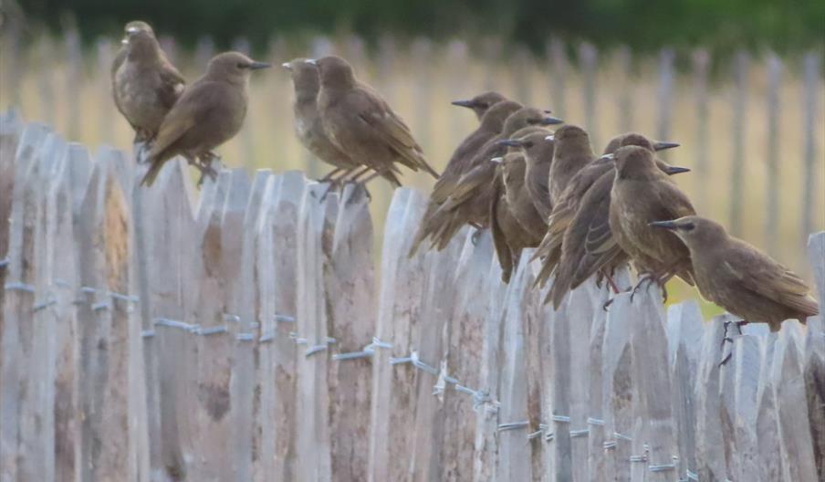 Starlings