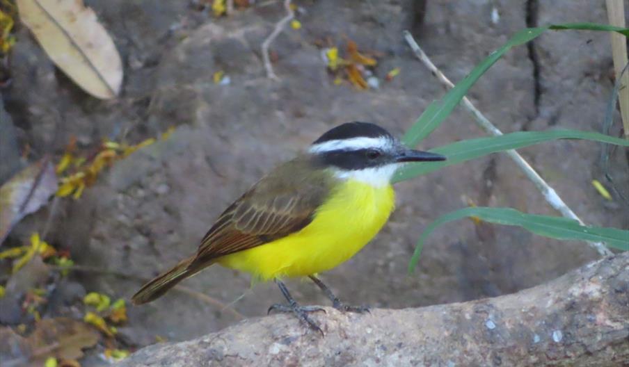 Kiskadee