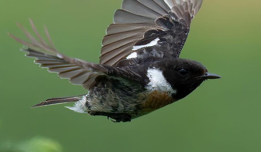 Stonechat