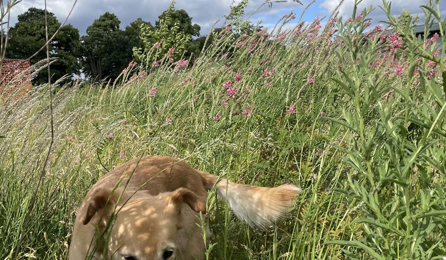 Dog enjoying the long grass