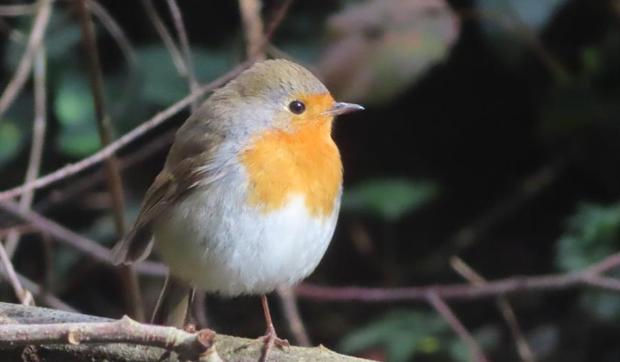 Robin