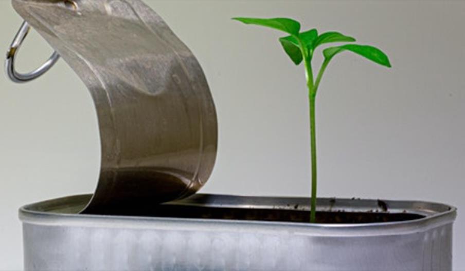 Seedling growing out of a small tin