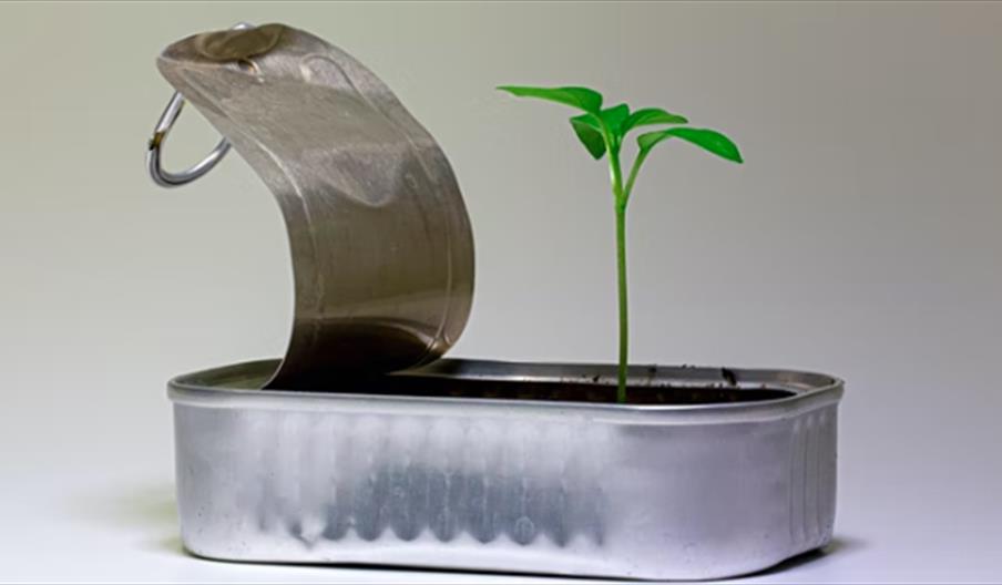 Green shoots sprouting from a small metal tin