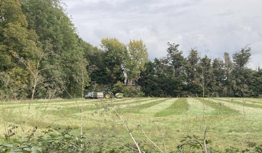 Oldfield Meadow