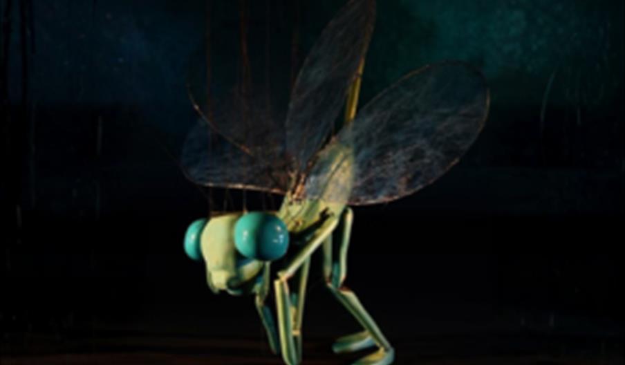 Insect Circus