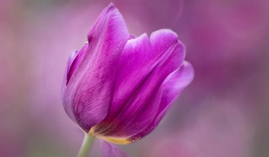 International Garden Photographer of the Year: Exhibition 19
