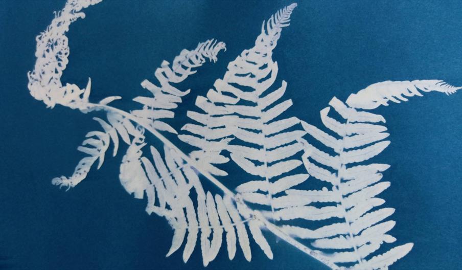 A cyan blue image of a sun-printed fern which has left a white imprint on paper