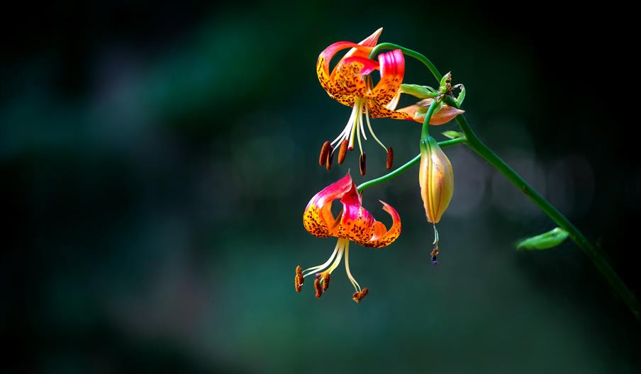 Jackie Rado - Wildlife Photography