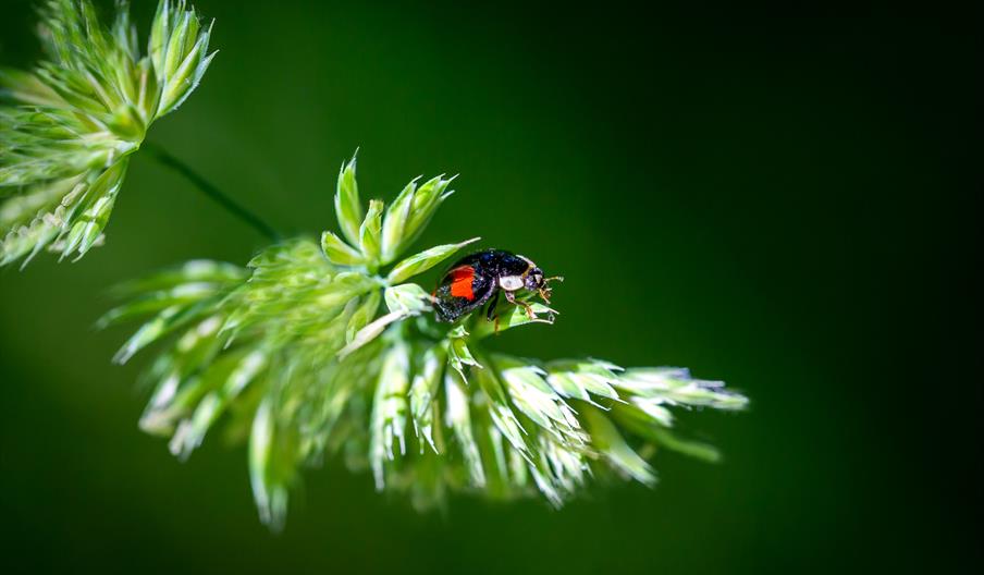 Jackie Rado - Macro photography