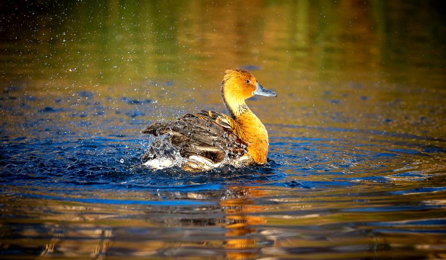 Jackie Rado - Wildlife Photography: Sharp Focus