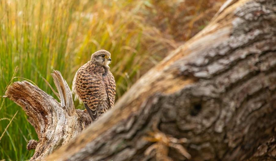 Creative Nature & Wildlife Photography Workshop