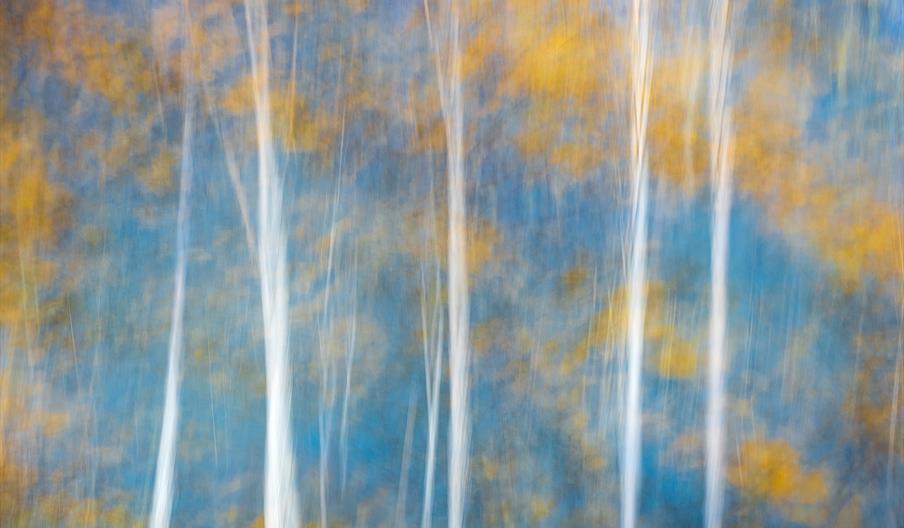 Silver Birches by Jocelyn Horsfall