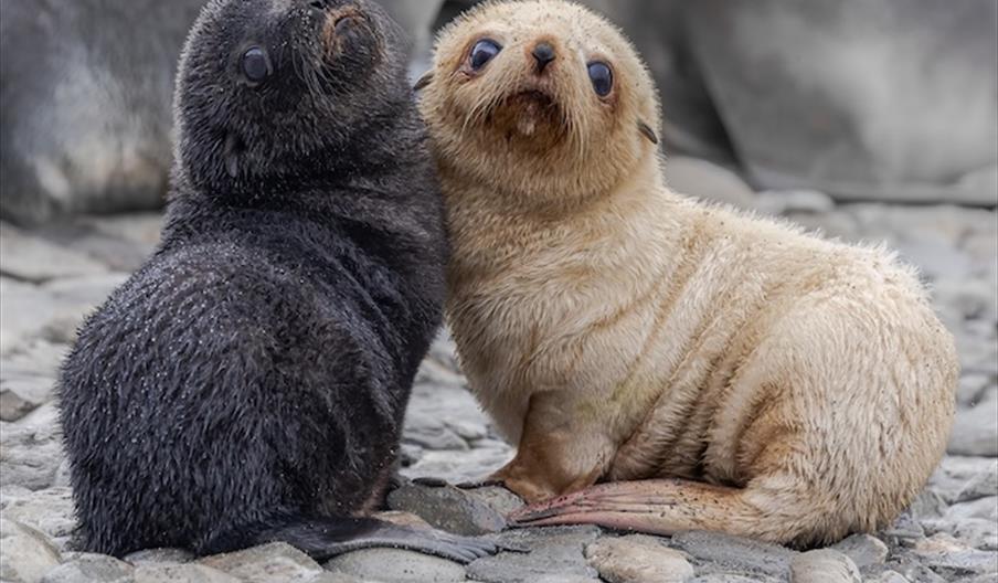 Seal Pups