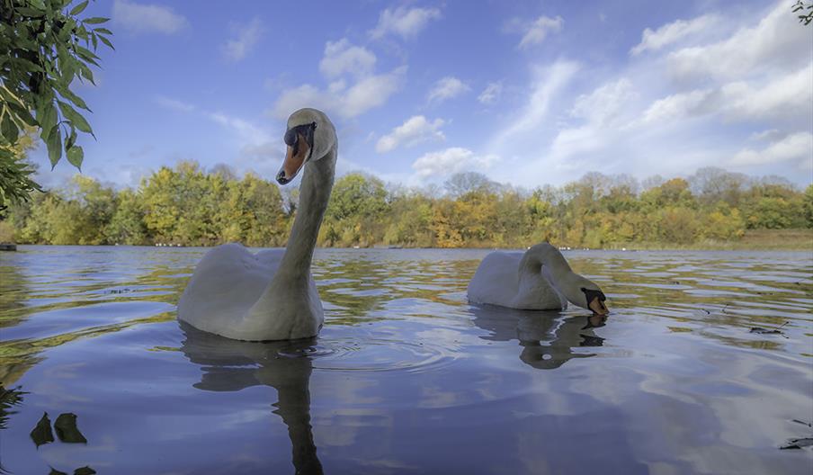 Swans on the reservoir