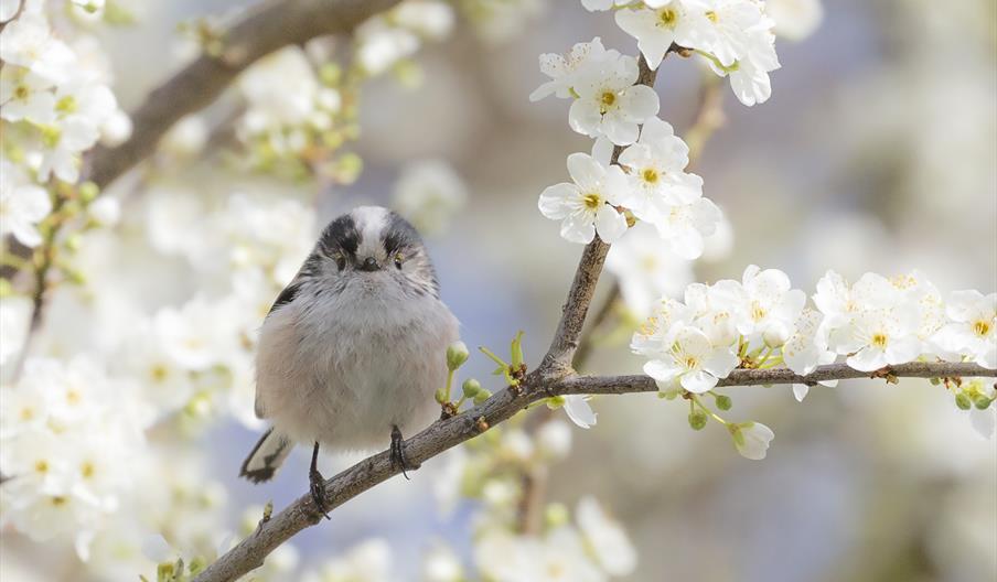 Long Tailed Tit on a flowering Cherry Plum tree