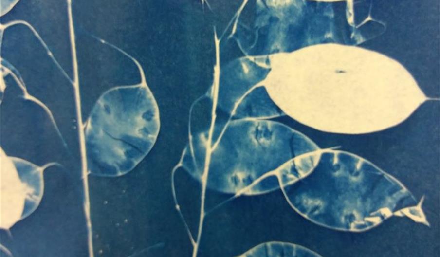 Cyanotype Sunprinting