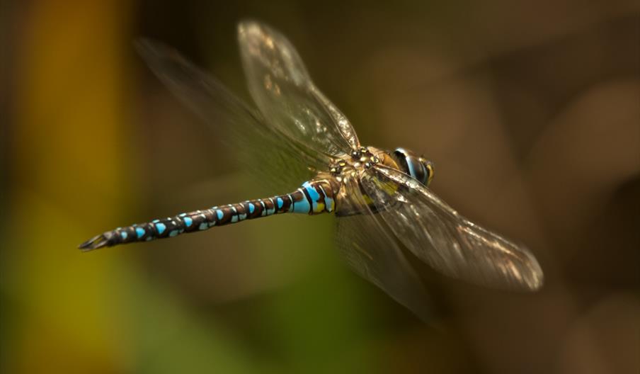 Male migrant hawker dragonfly