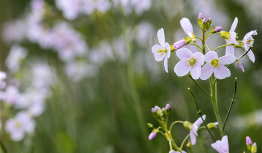 Wetland Wellbeing Workshop – Nature Printing