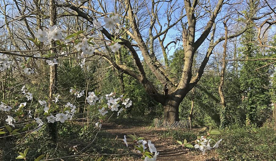 Oak tree and flowering shrub