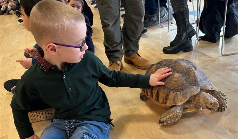 Meeting Totty, the giant Sulcata tortoise