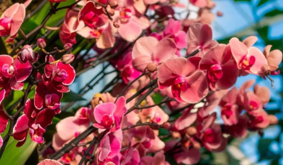 Orchids