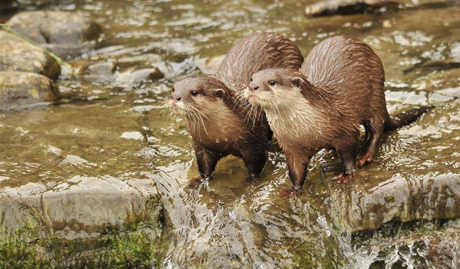 Otters