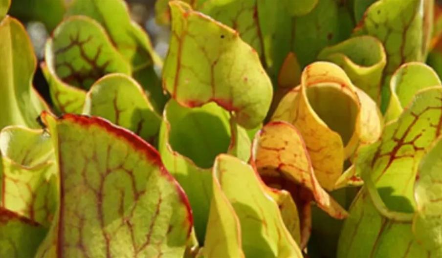 Plant Horror Tours
