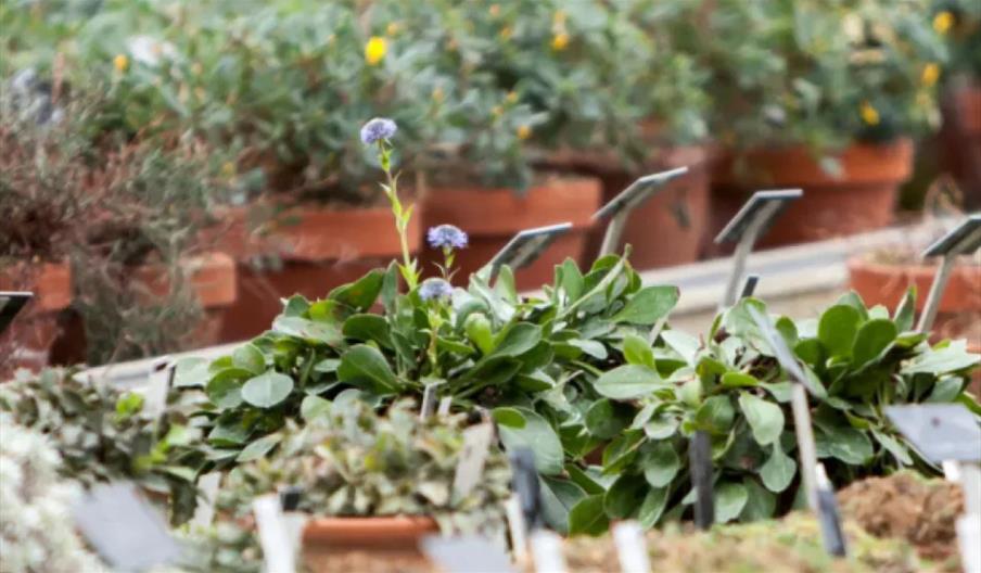 Plant Propagation Workshop
